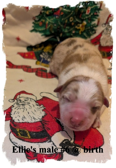 ABCA registered Border Collie  Red Merle male oout of working stock